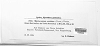 Myrioconium ambiens image